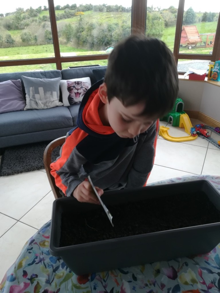 Oran busy planting some lettuce. 